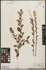 Foto von Salix starkeana Willd.